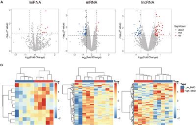 Characterization of Dysregulated lncRNA-Associated ceRNA Network Reveals Novel lncRNAs With ceRNA Activity as Epigenetic Diagnostic Biomarkers for Osteoporosis Risk